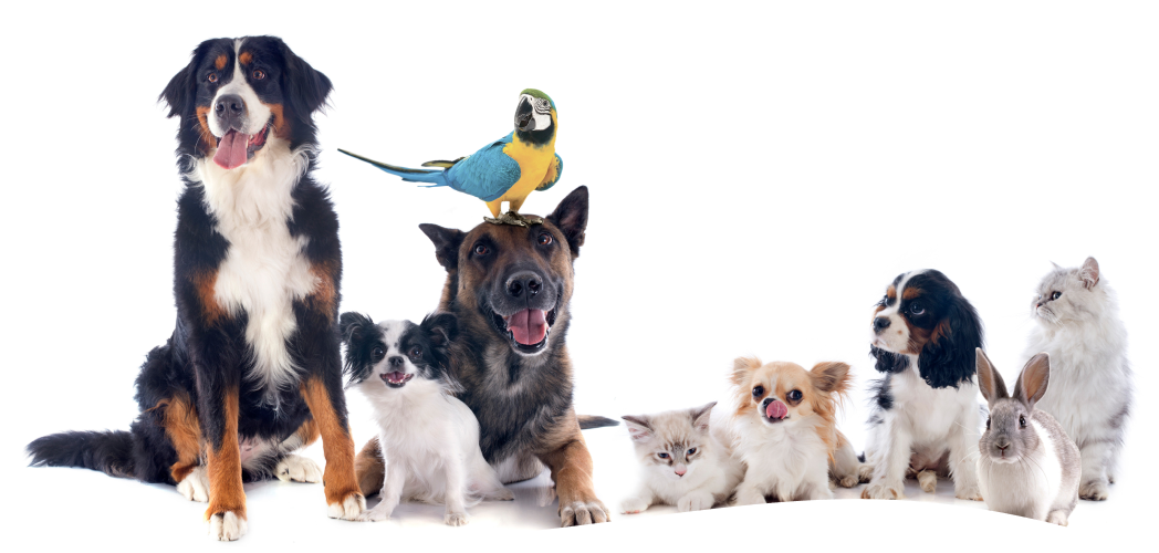 Vets Fur Pets - trusted veterinary clinic and pet care team in Dubai