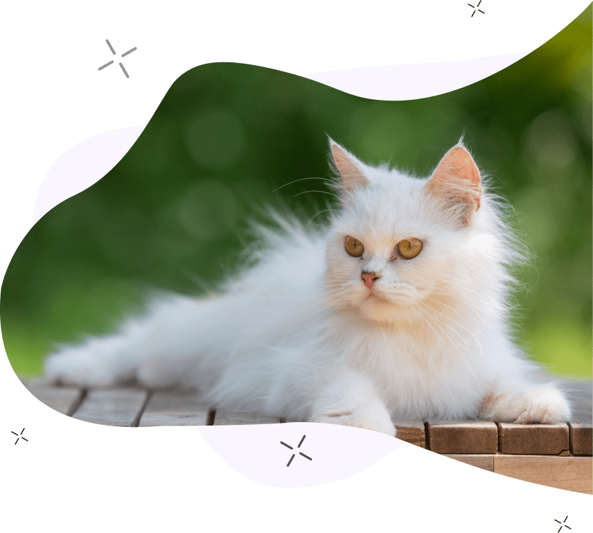 Pet clinic in Dubai