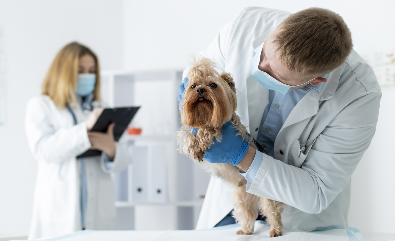 alt="VETS FUR PETS"