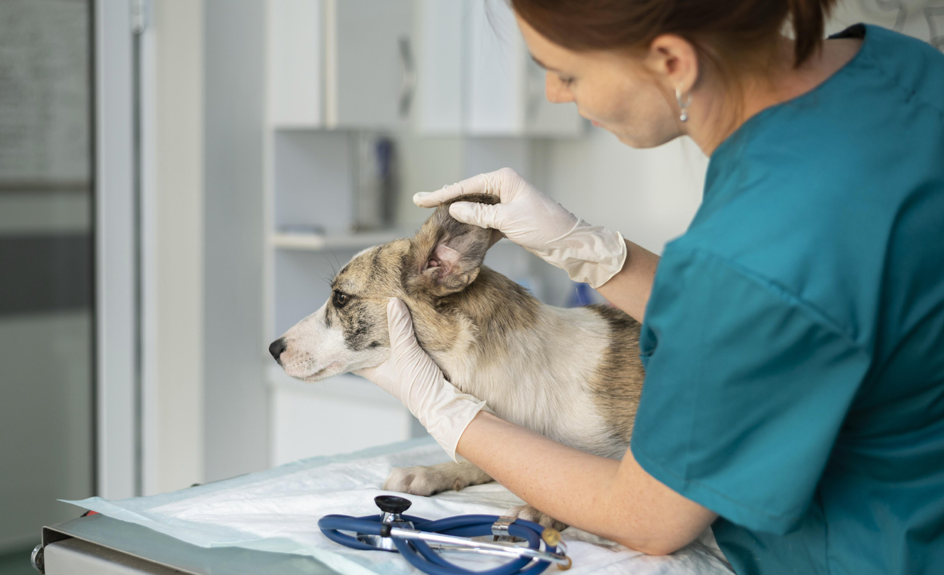 VETS FUR PETS