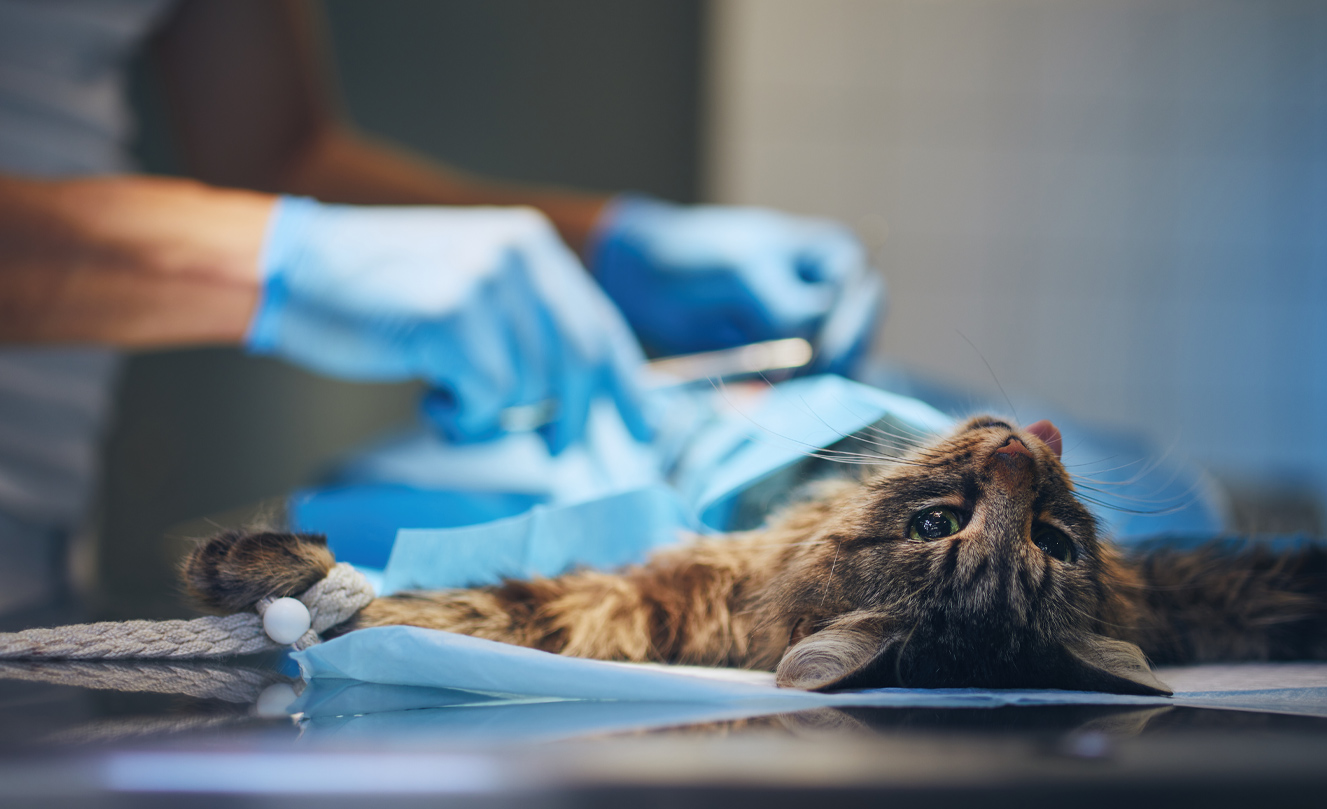 alt="VETS FUR PETS"
