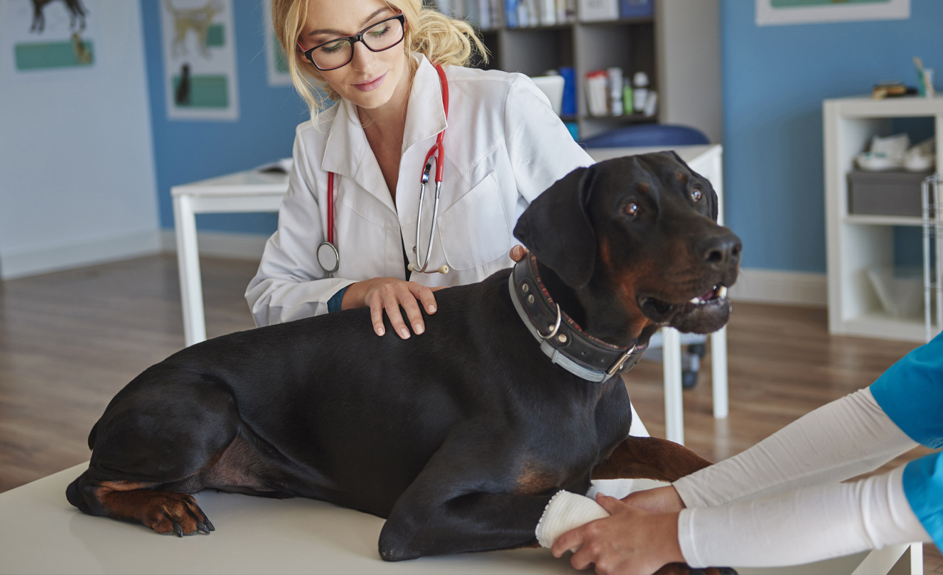 VETS FUR PETS