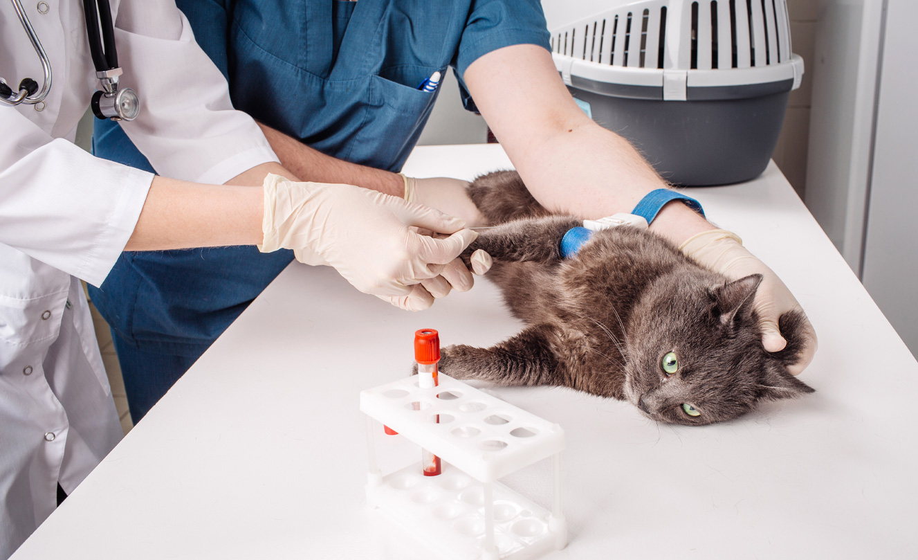VETS FUR PETS