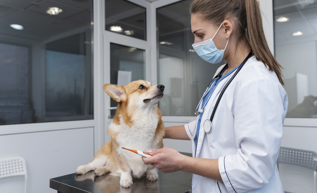 VETS FUR PETS