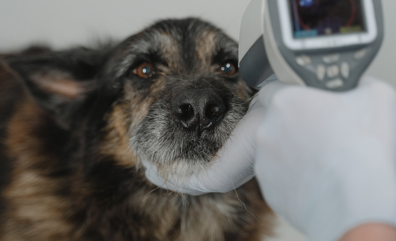 VETS FUR PETS
