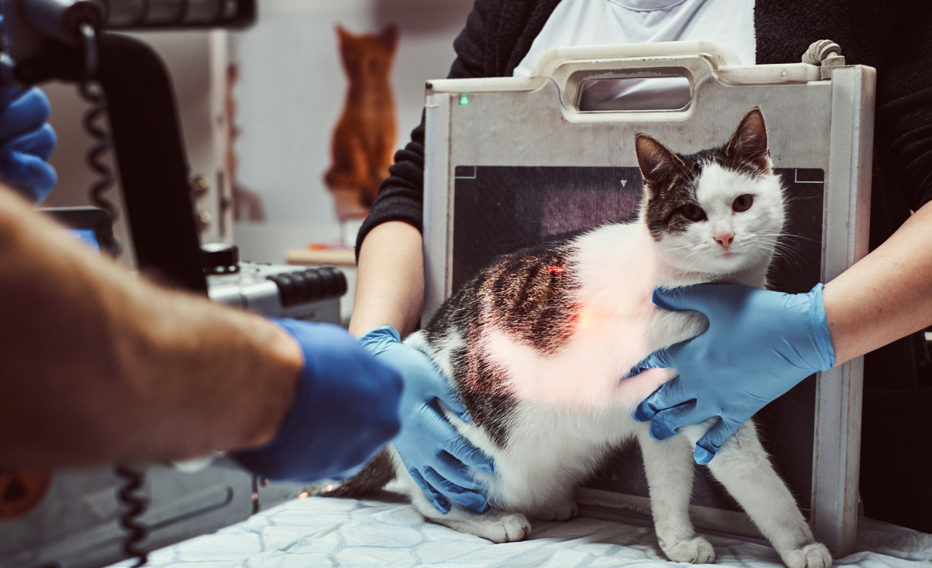 VETS FUR PETS