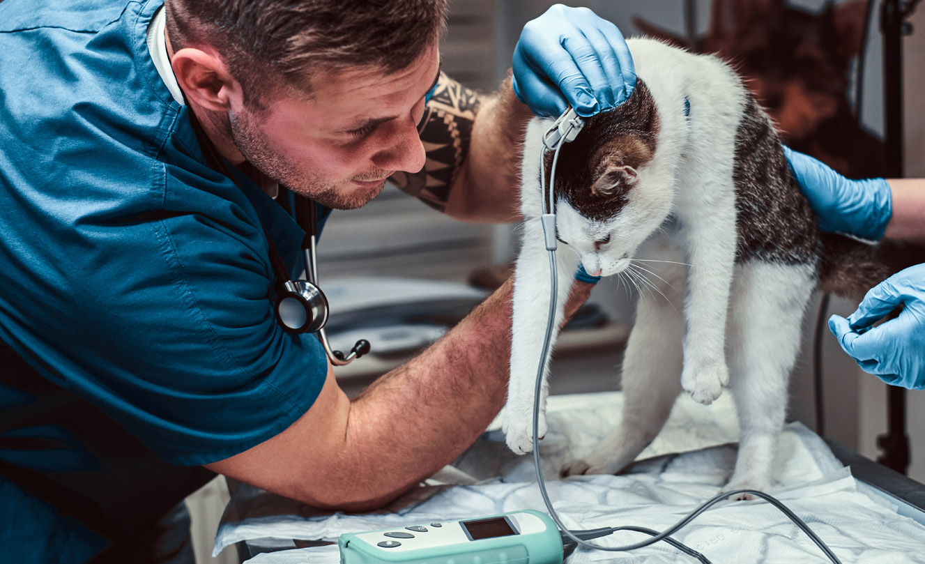 VETS FUR PETS