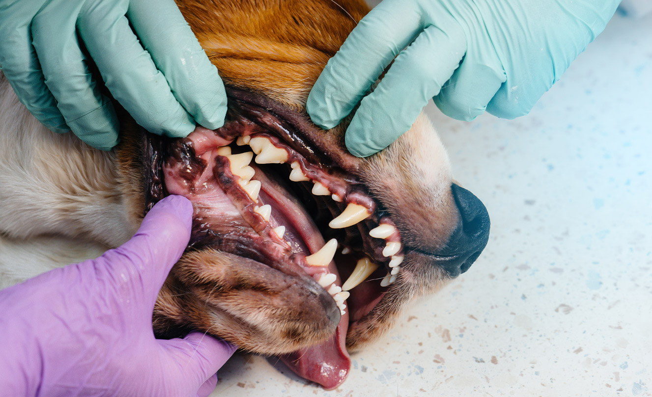 alt="VETS FUR PETS"