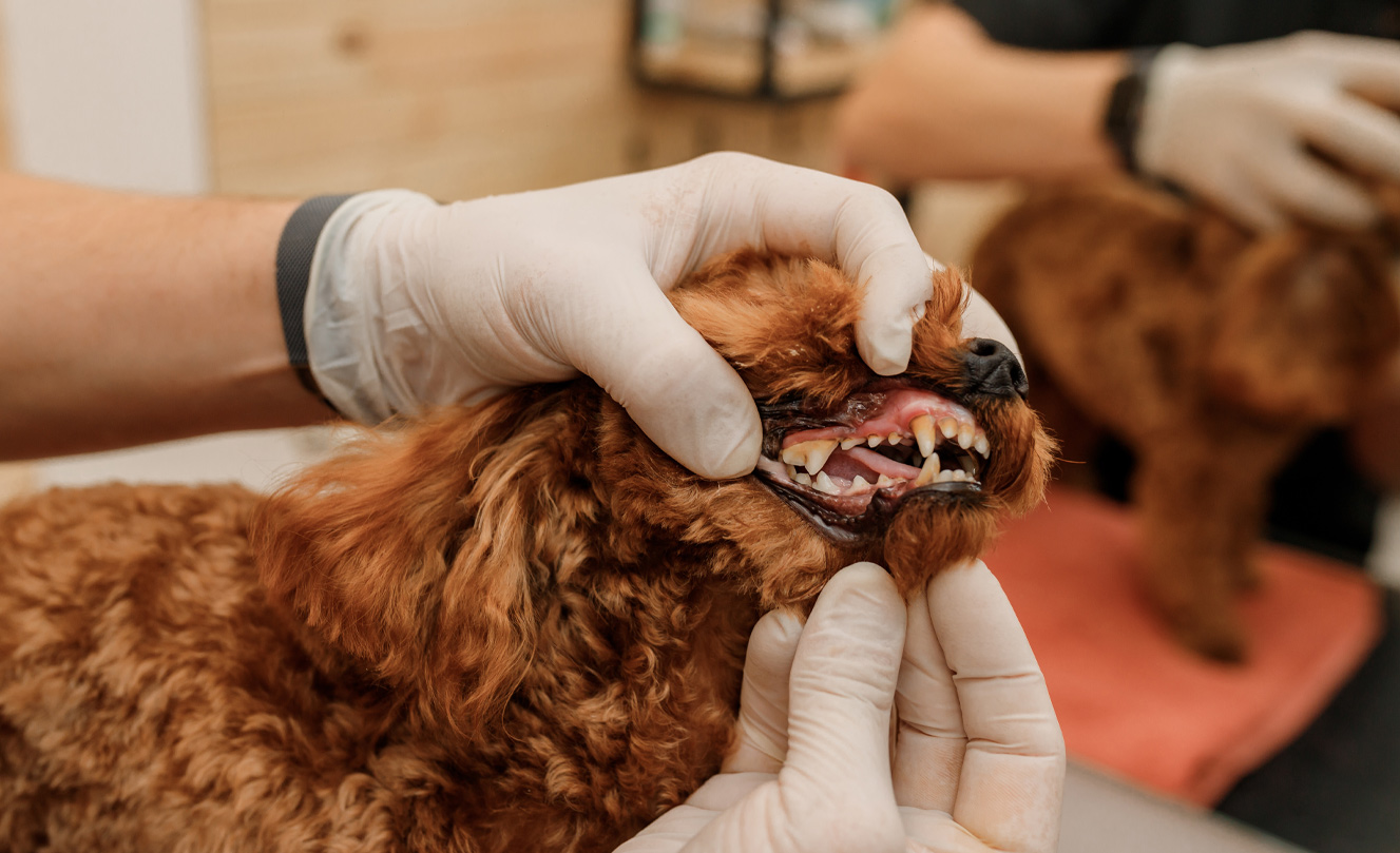 VETS FUR PETS