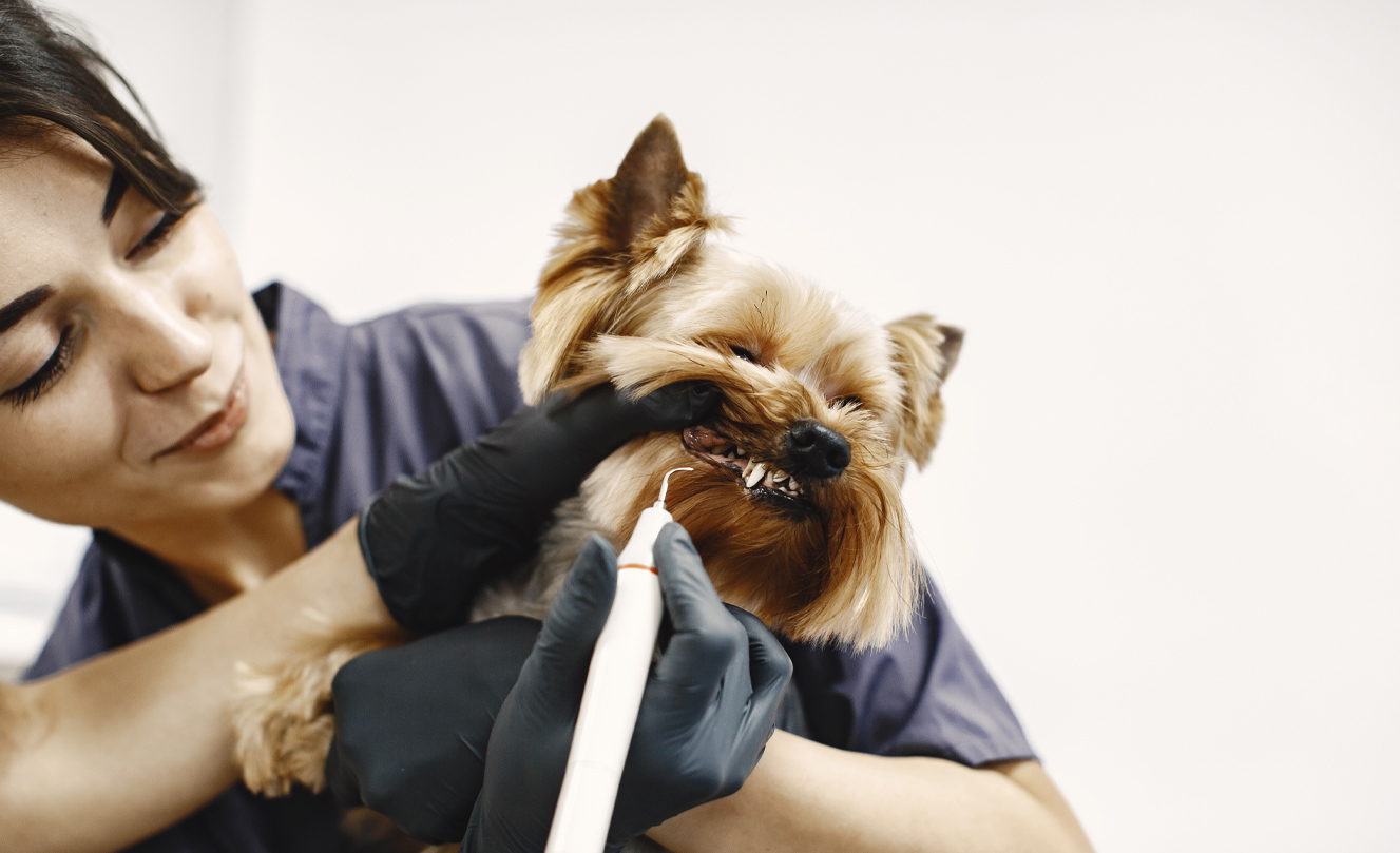 VETS FUR PETS