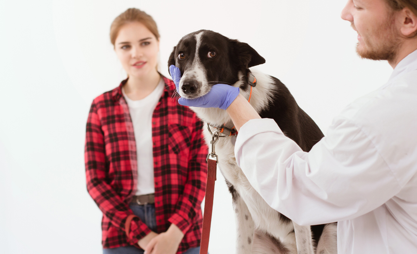 VETS FUR PETS