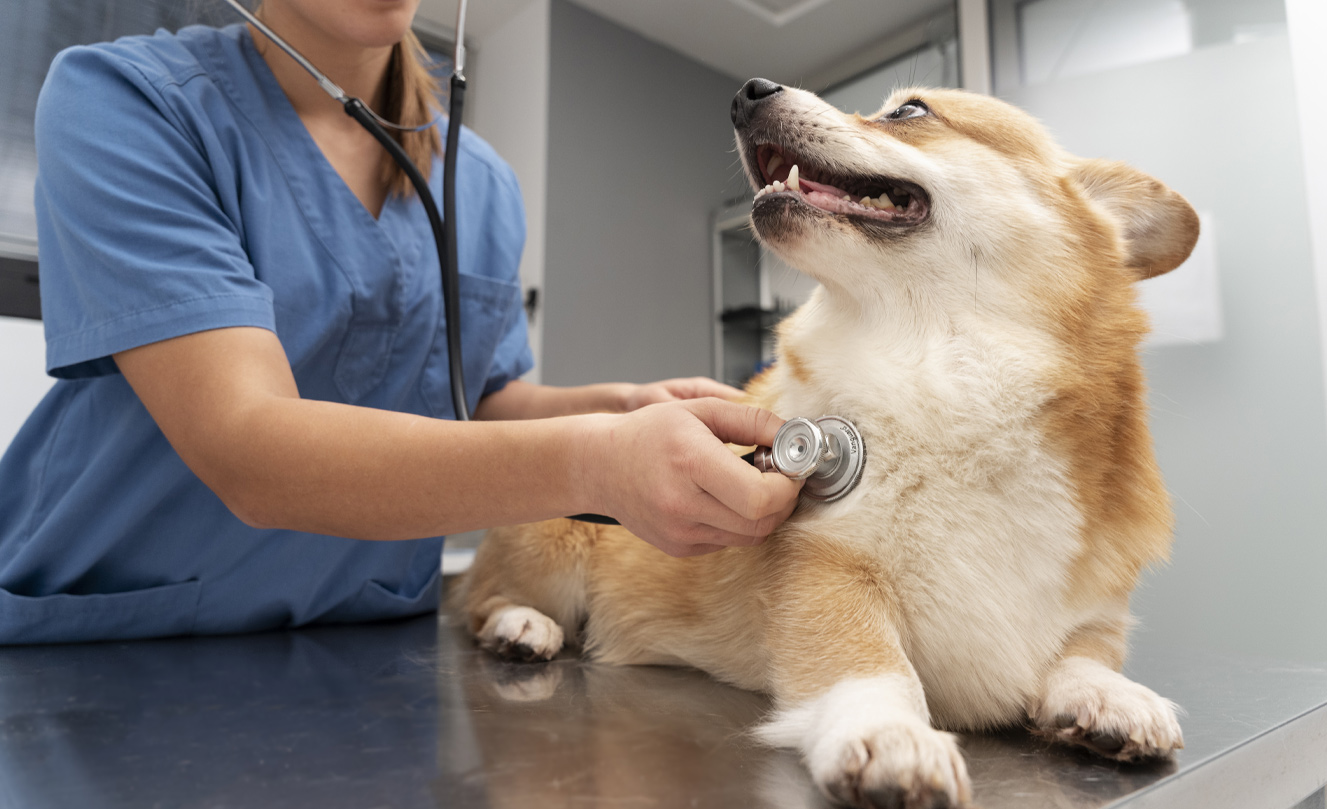 VETS FUR PETS