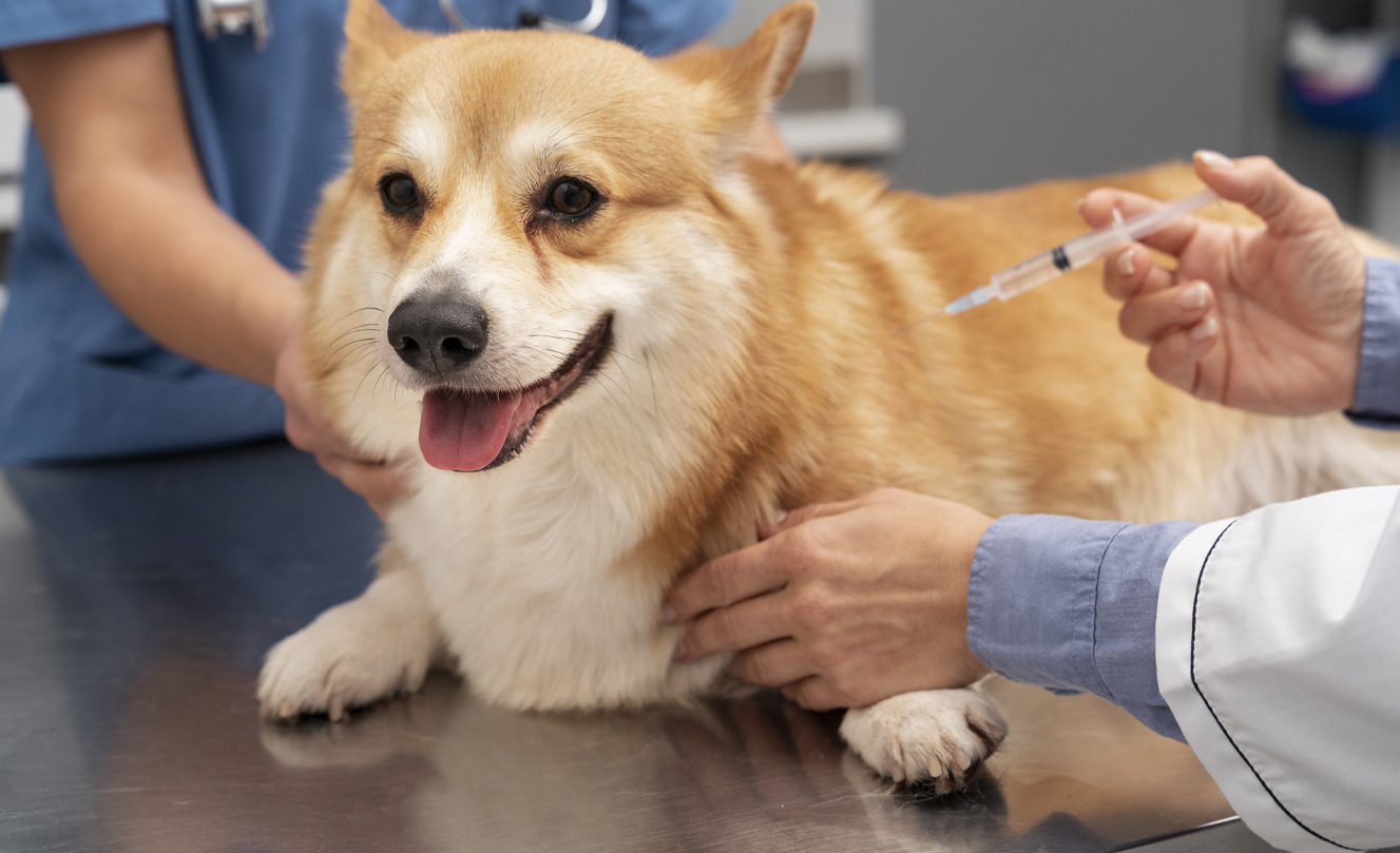 VETS FUR PETS