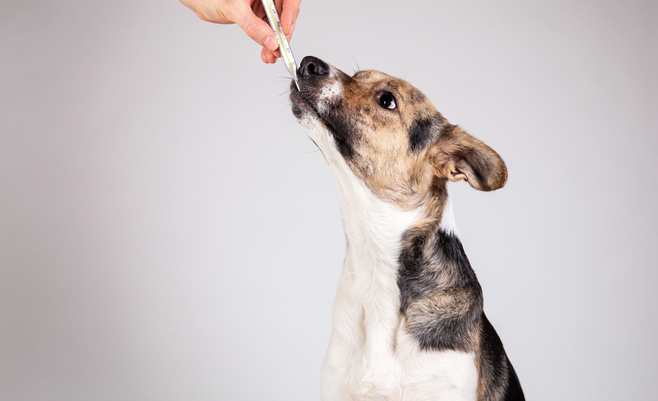 VETS FUR PETS