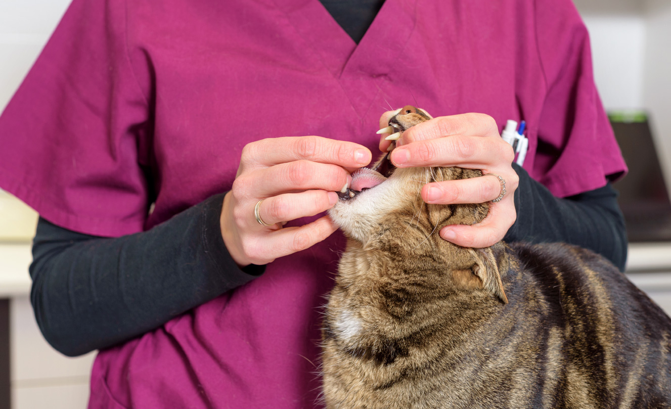VETS FUR PETS