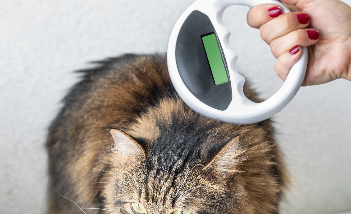 VETS FUR PETS