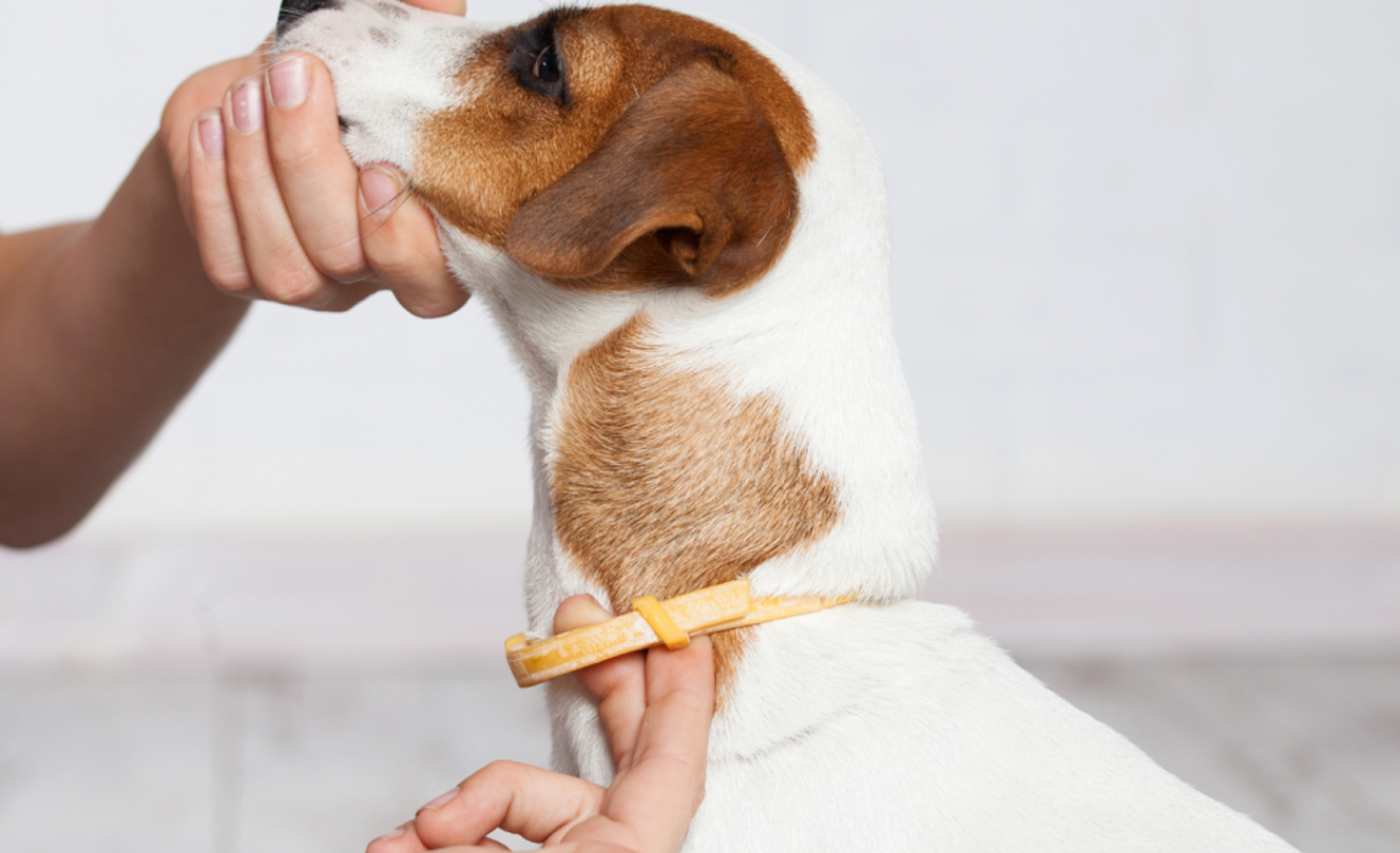 VETS FUR PETS