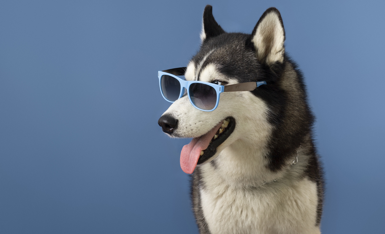 alt="Dog receiving professional grooming service at Vets Fur Pets Dubai"