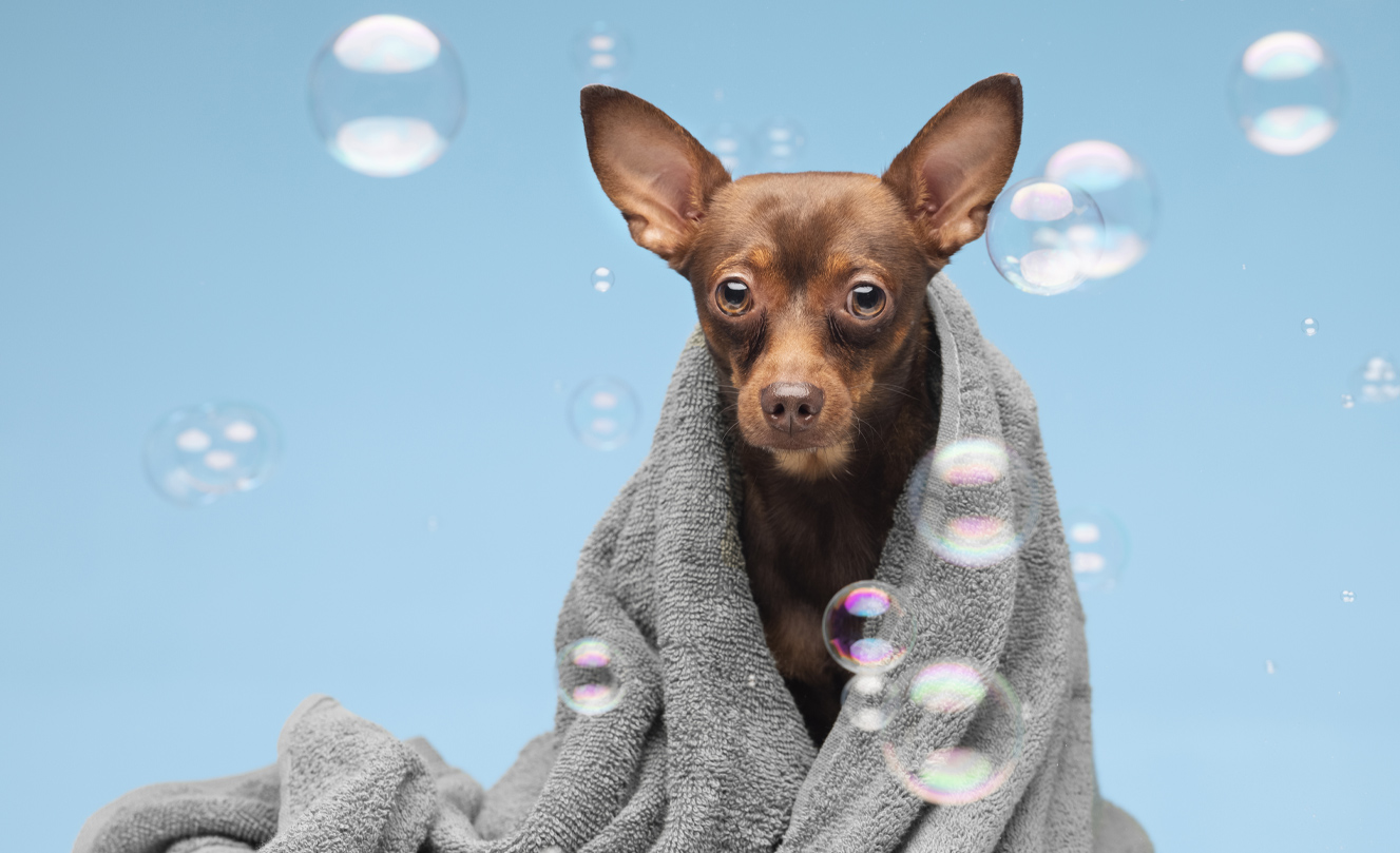 VETS FUR PETS