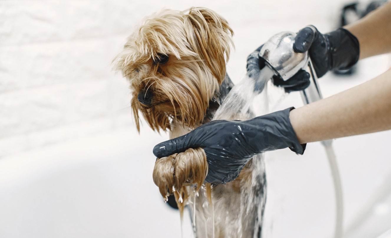 VETS FUR PETS