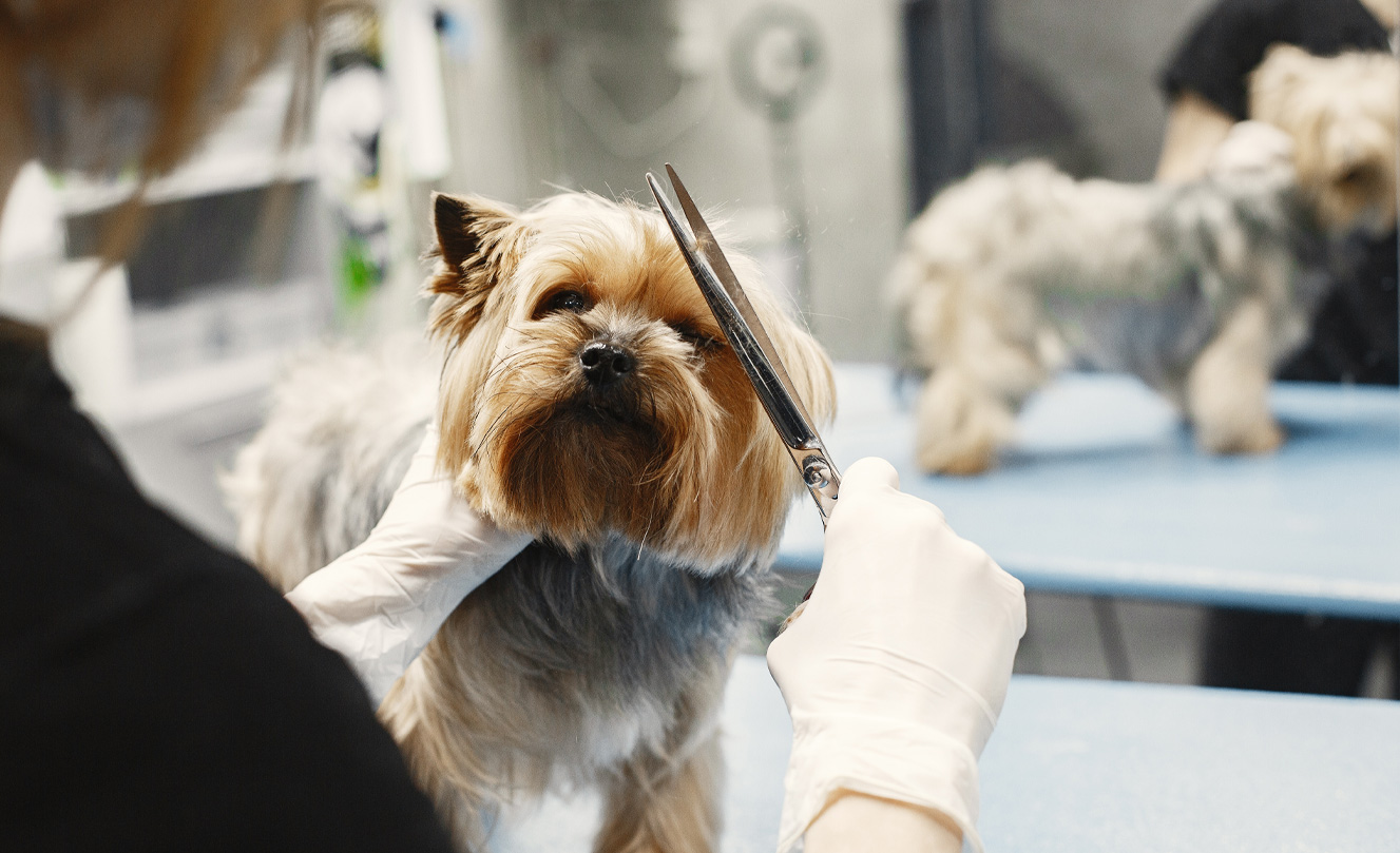 VETS FUR PETS