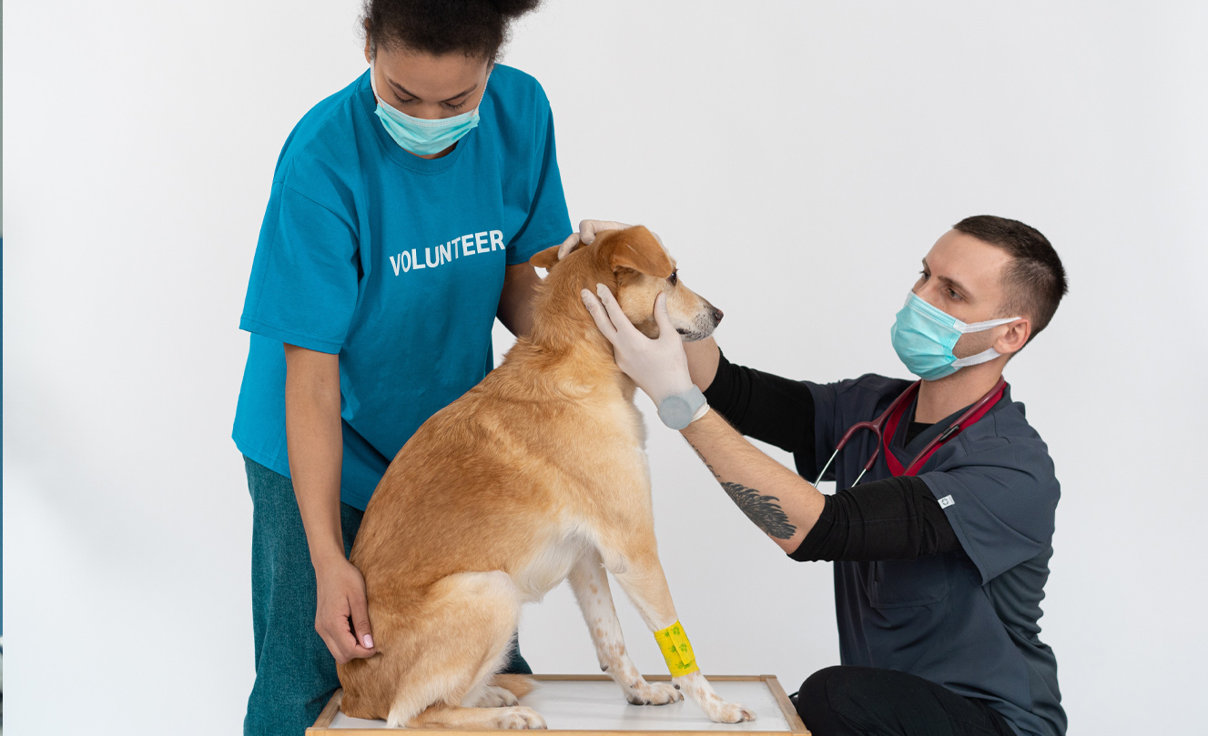 alt="VETS FUR PETS"