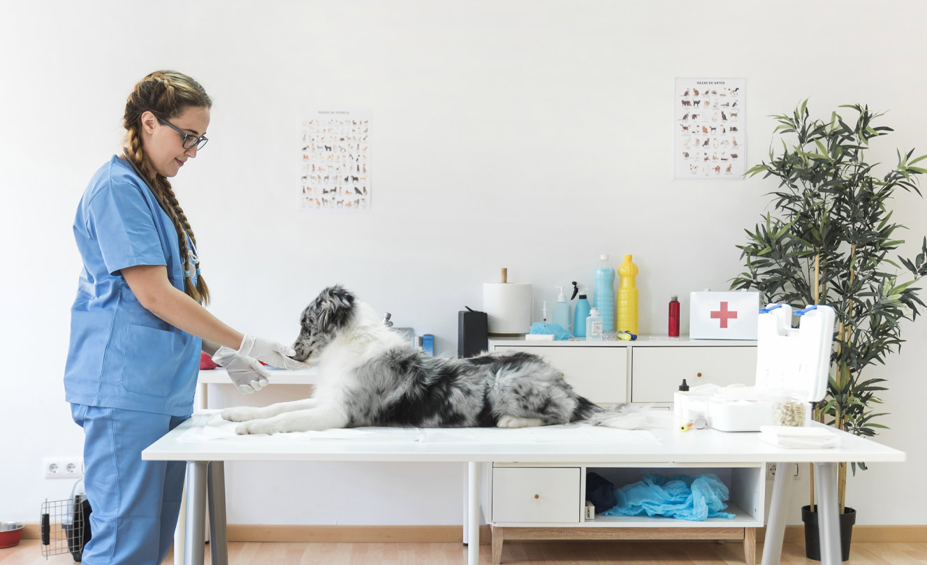 VETS FUR PETS