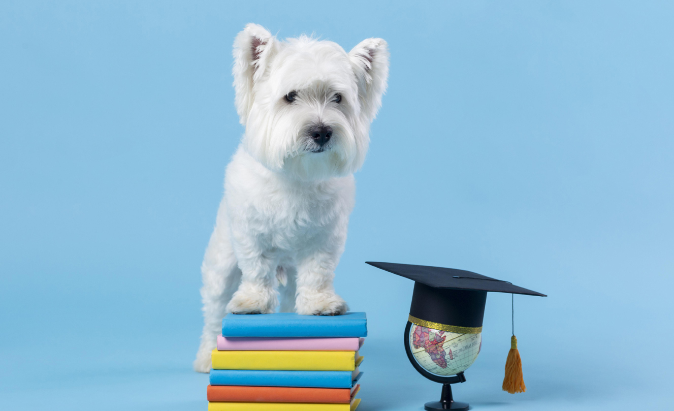 VETS FUR PETS