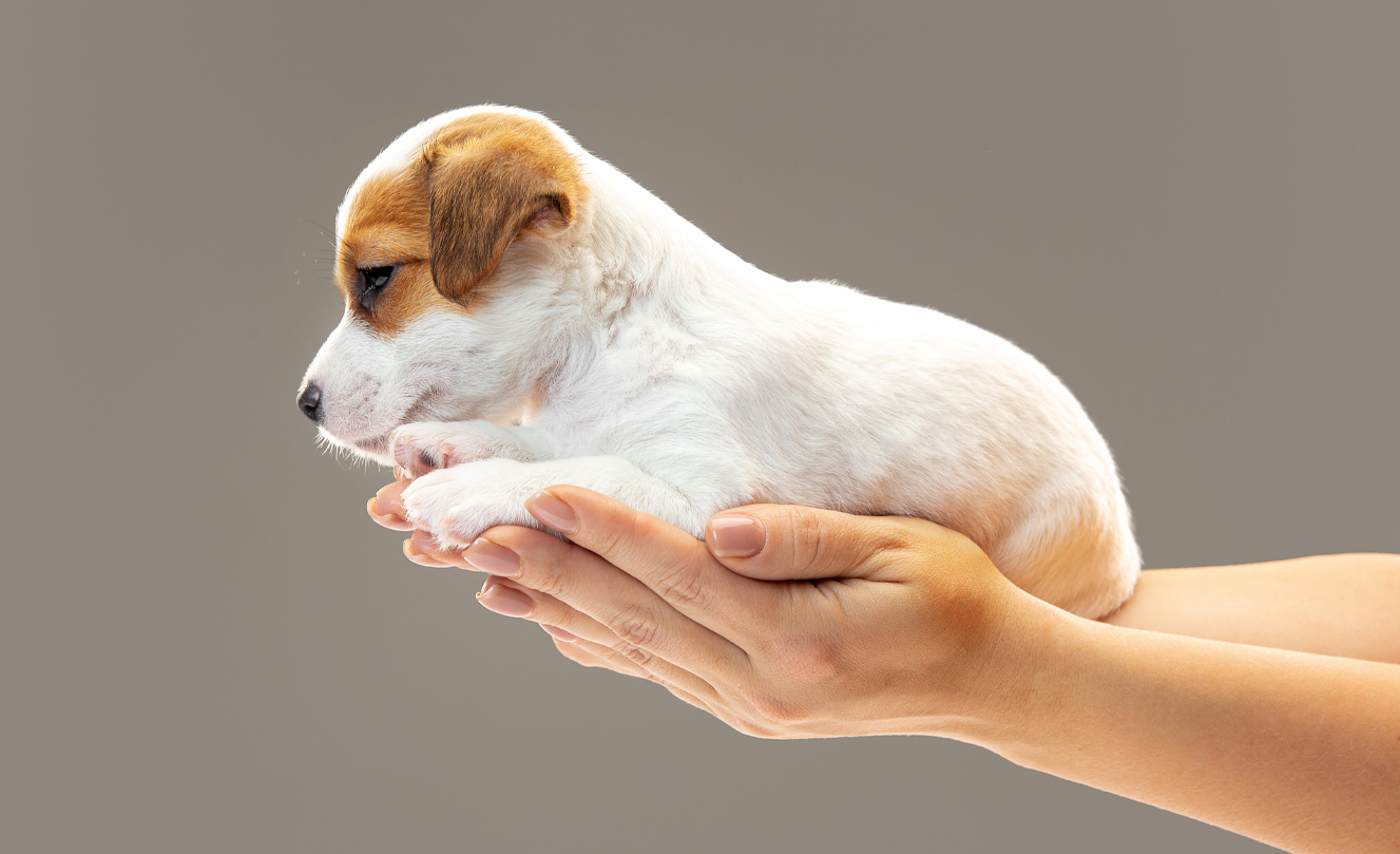 VETS FUR PETS