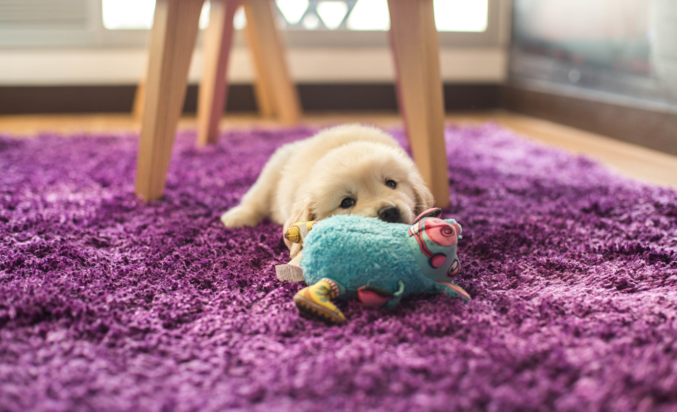 Treats And Toys 1