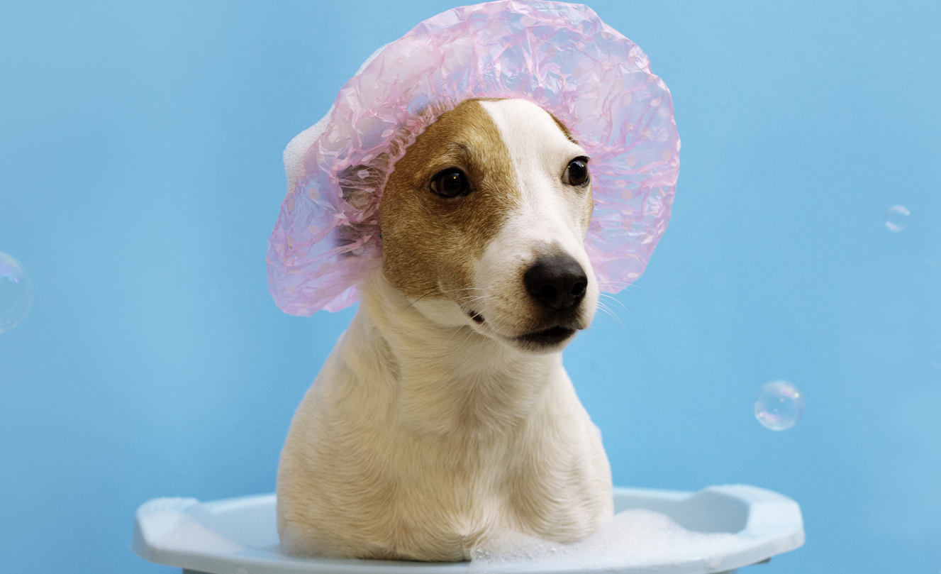 VETS FUR PETS
